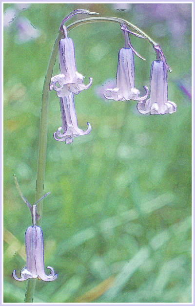 Delicate Tracery